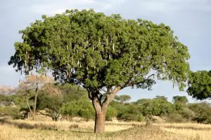 עץ קיגליה מנוצה בוגר עתיר פרי בטבע