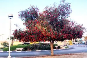 עץ רחוב קליסטמון 'קינגס פארק' עתיר פריחה אדומה