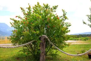 עץ רימון 'וונדרפול' בשדה