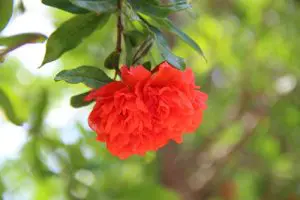 תקריב פרח של רימון זן 'פרח מלא'