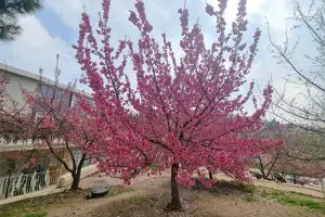 שזיף פעמוני (דובדבן פעמוני) פורח