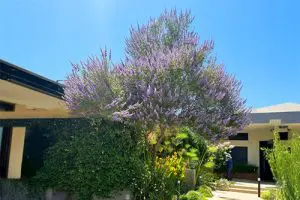 עץ בגינה פרטית - שיח אברהם מצוי פורח