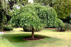 עץ תות לבן בכות במדשאה ציבורית