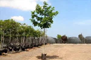 תות דולבני צעיר במשתלה