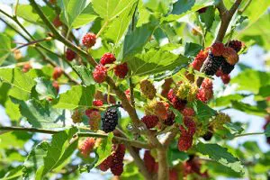 תקריב פרי תות שאמי