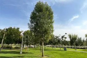 מילה אפולו בפארק