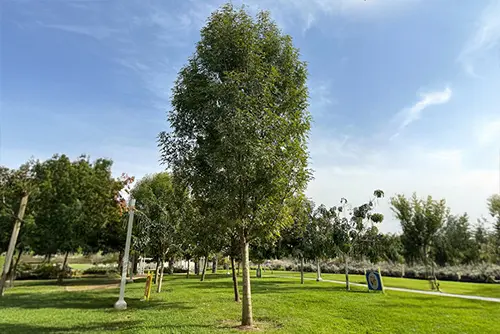 מילה אפולו בפארק