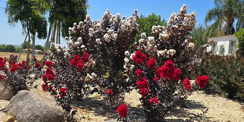 קישור למאמר