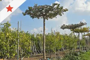 קישור לדף העץ