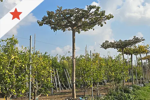 קישור לדף העץ