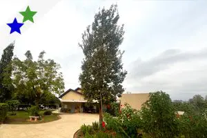 אלון חנוך - תמונה ראשית - קישור לדף העץ