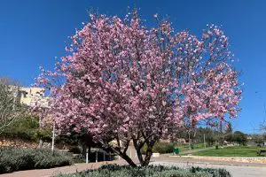 קישור לדף העץ