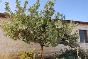 קטלב 'מרינה' בגינה פרטית