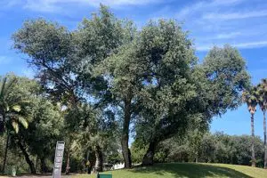 צפצפת הפרת במרחב הציבורי