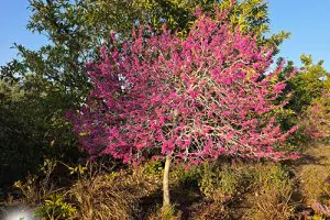 עץ כליל כליל אוקלהומה