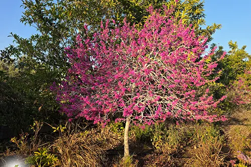 עץ כליל כליל אוקלהומה