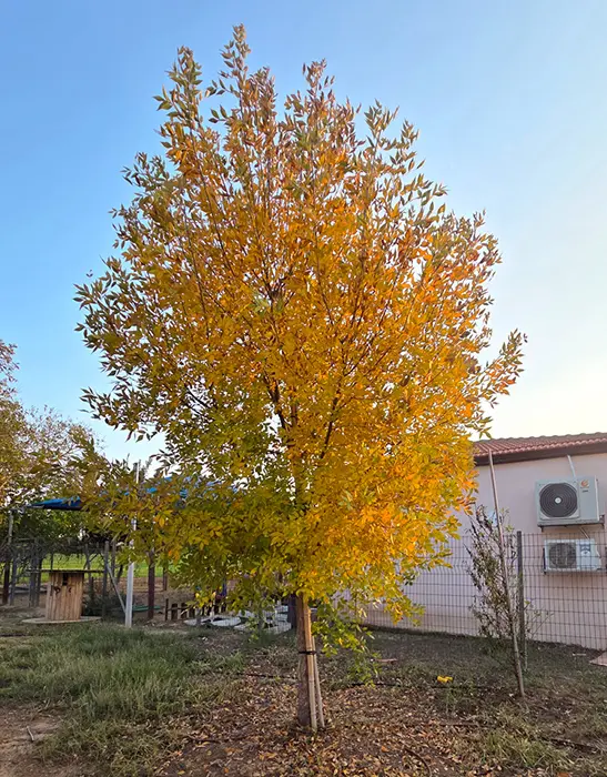 שלכת של מילות