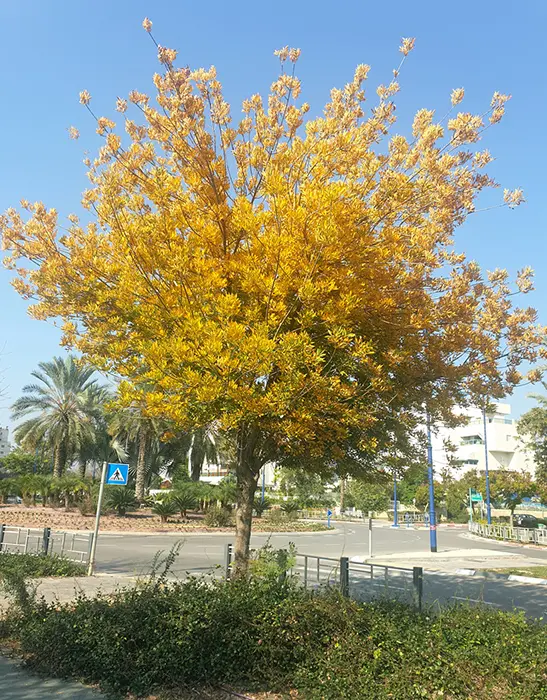 מילות בשלכת