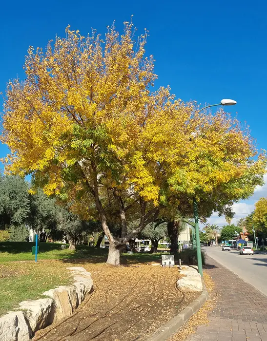 מילות בשלכת
