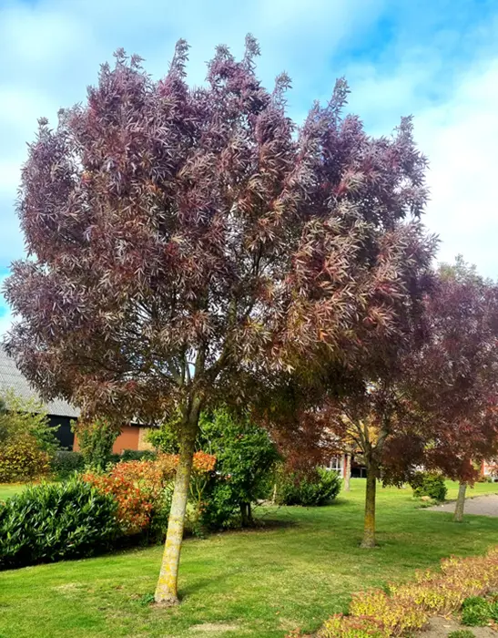 מילות בשלכת