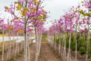 שורות עצים (כליל קנדי) במשתלה