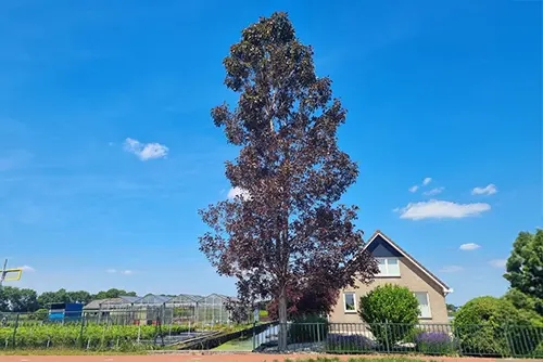 תמונה ראשית - קישור לדף העץ