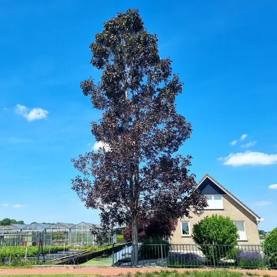 עץ מיוחד - צפצפה דלתון