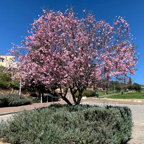 שימוש כעץ רחוב
