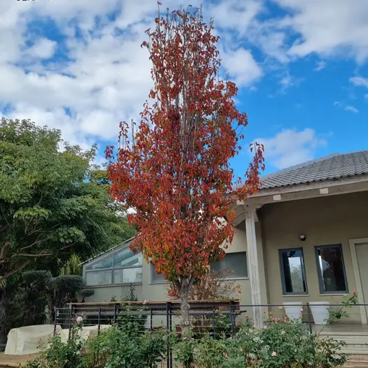 'אריסטוקרט' בגינה פרטית