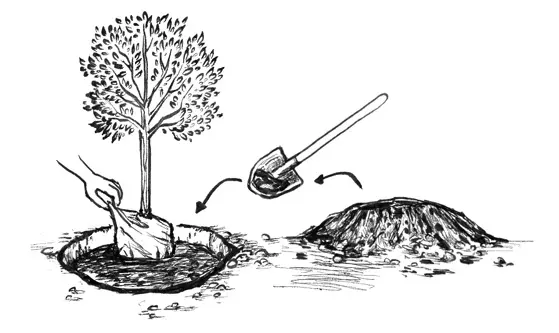 איור המחשה לטקסט