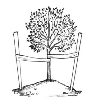 איור המחשה לטקסט