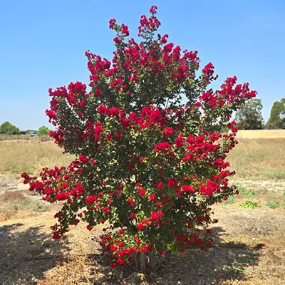 לגרסטרמיה מג'יק ראפד רד