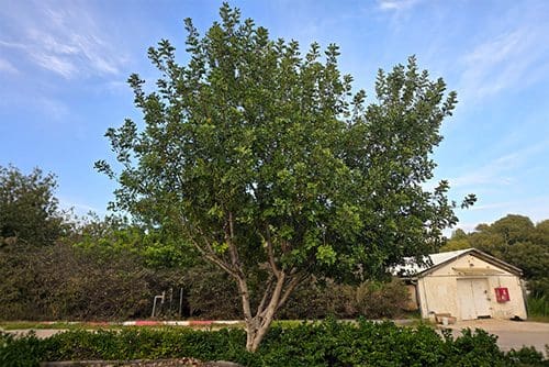 חרוב מצוי 'נקבה' - אילן משתלות בע