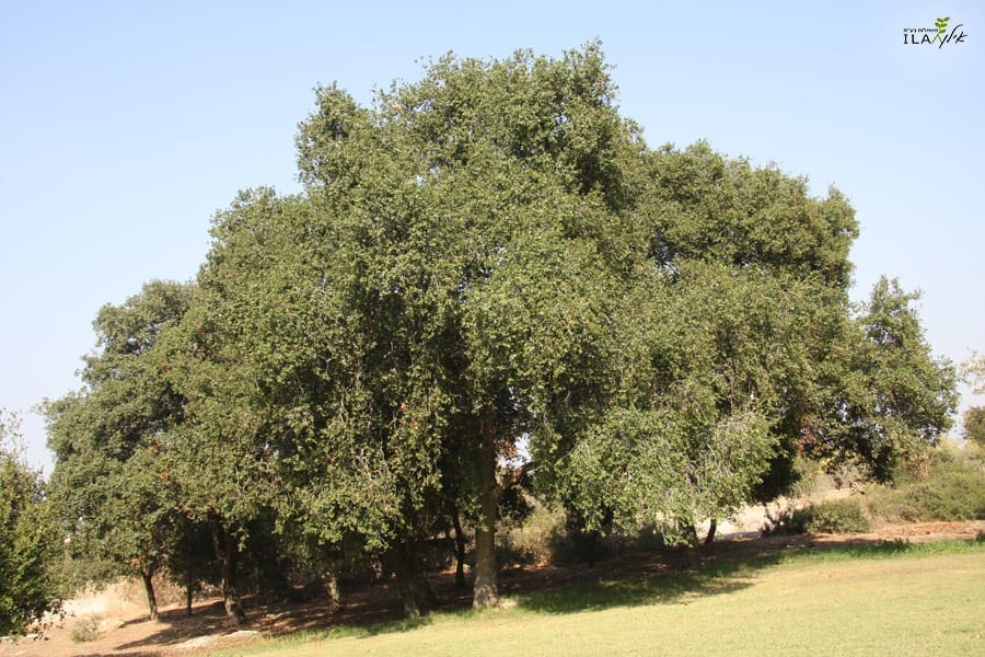 אלון התבור בוגר