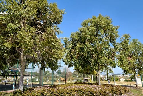 שדרת איקליפטוס (קורימביה) טורלי