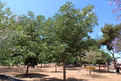 אלביציה צהובה בגינה ציבורית