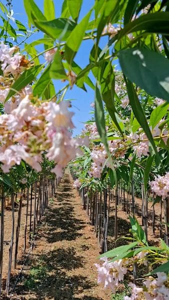 כיטלפת טשקנט במשתלה