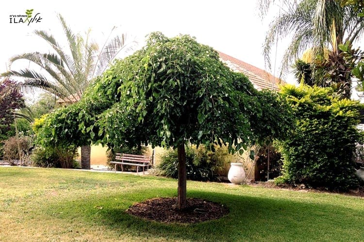 תות לבן בכות - אילן משתלות בע