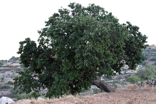 תות שאמי (תות שחור)