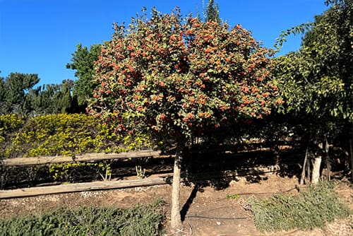 עוזרר אדום פורח