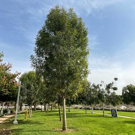עץ מילה אפולו במדשאה במרחב הציבורי