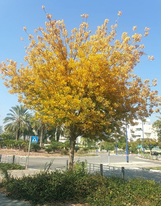 מילות בשלכת