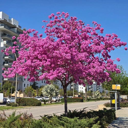 טבבויה סנטה ברברה שופעת פריחה