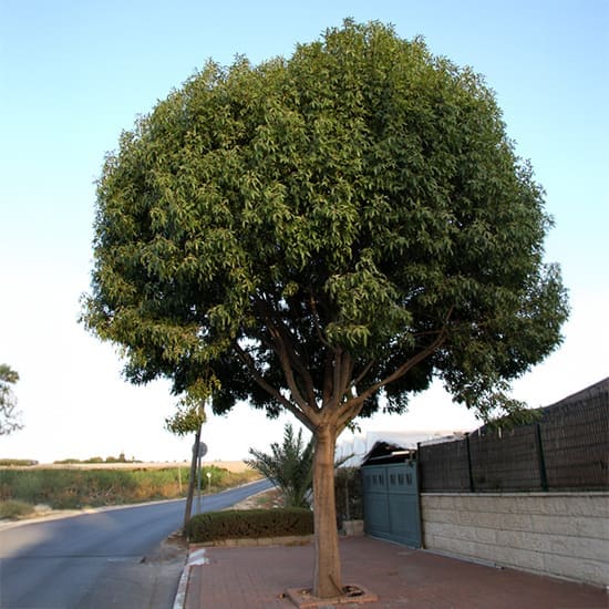מילה ירוקת על 'פול מון' ברחוב