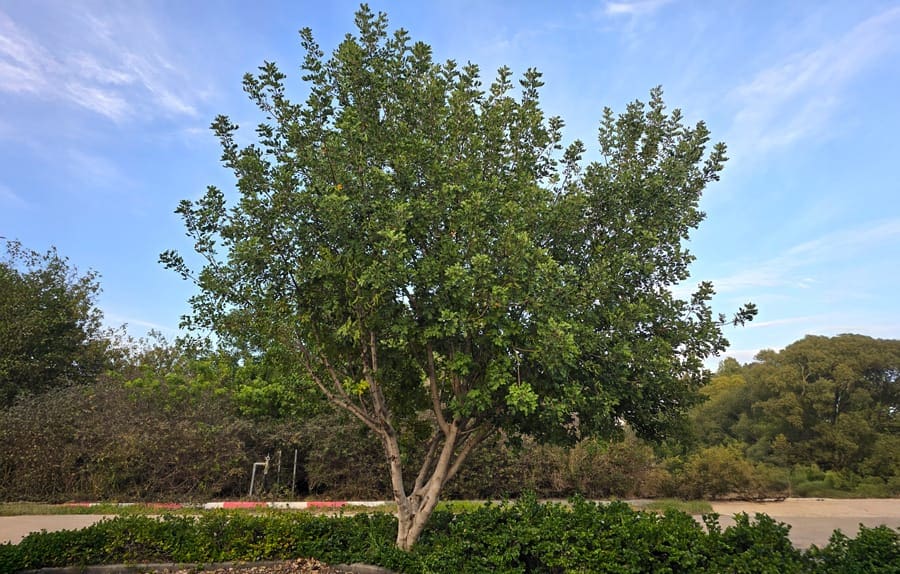 חרוב נקבה במרחב הציבורי